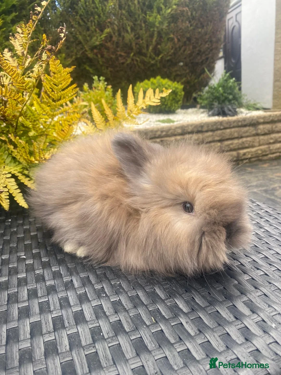 Angora rabbits for sale: Pure bred Angora bunnies £195 - Advert 6