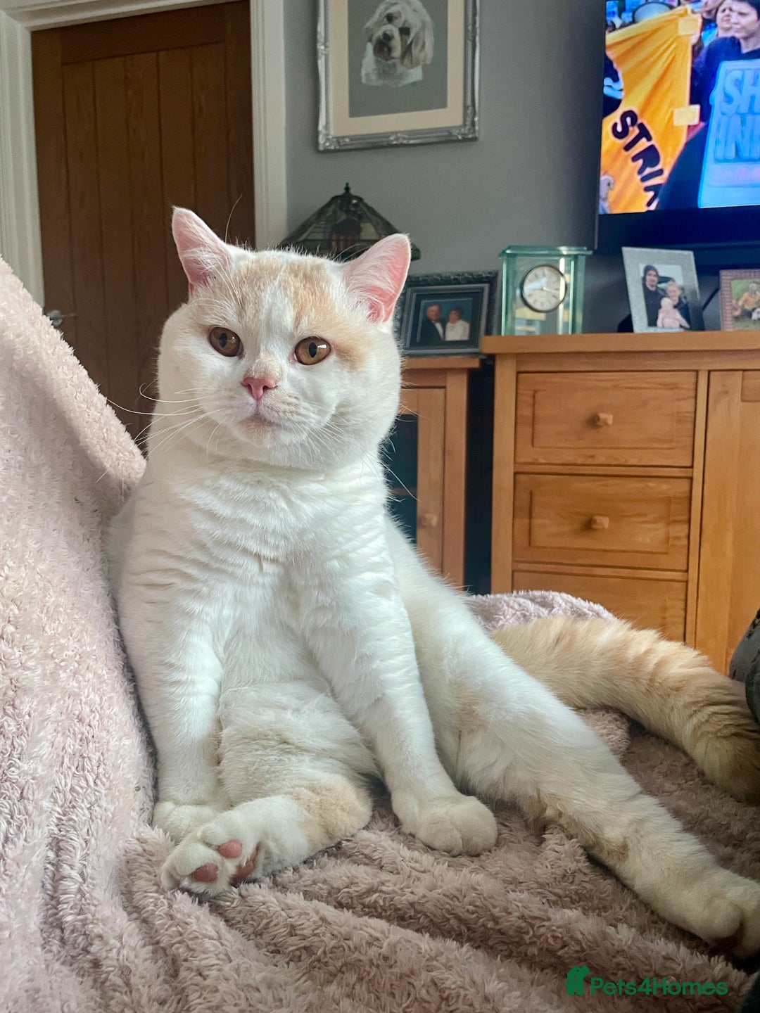 British Shorthair cats for stud: For stud only  in Manningtree - Image 8