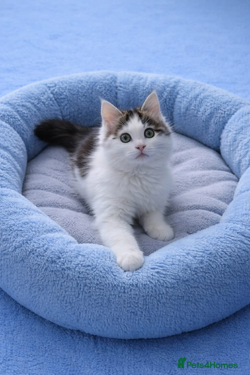 Maine Coon cats Last Kitten ready now - Advert 5