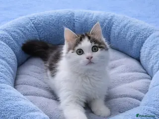 Maine Coon cats Last Kitten ready now - Advert 5