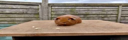 Guinea Pig rodents for sale: Show quality Abyssinian and Pink Eyed Golden's  - Advert 4