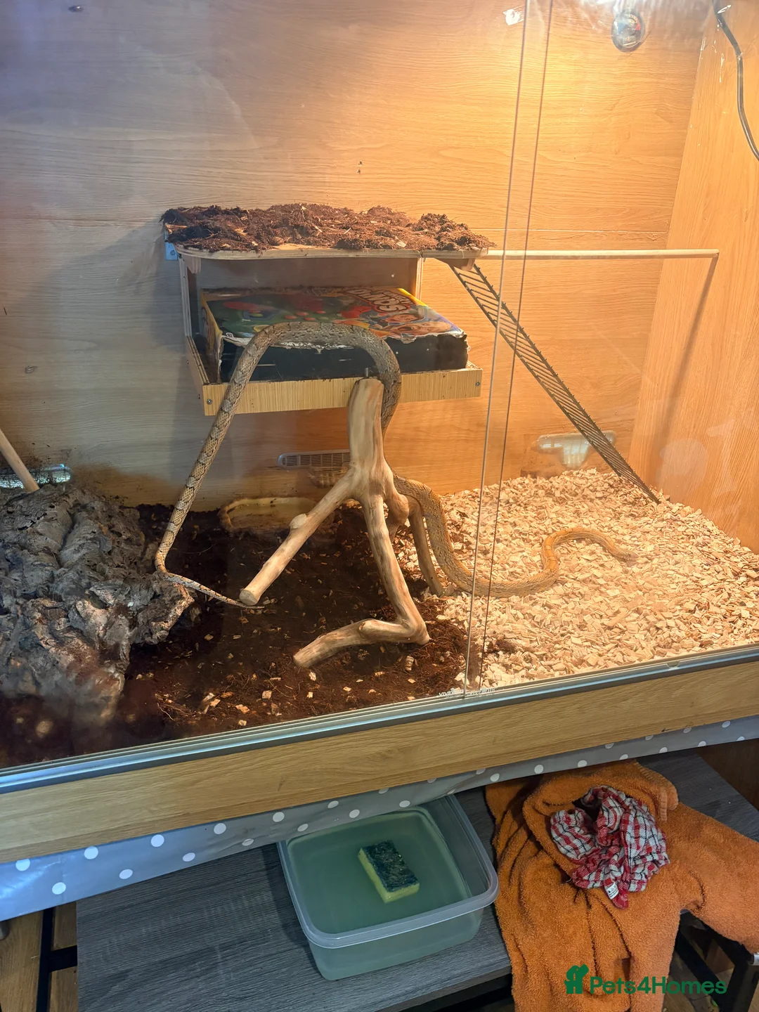 Corn Snake reptiles for sale: Female corn snake with a really large viv  - Advert 1