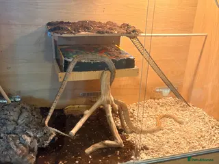 Corn Snake reptiles Female corn snake with a really large viv - Advert 12