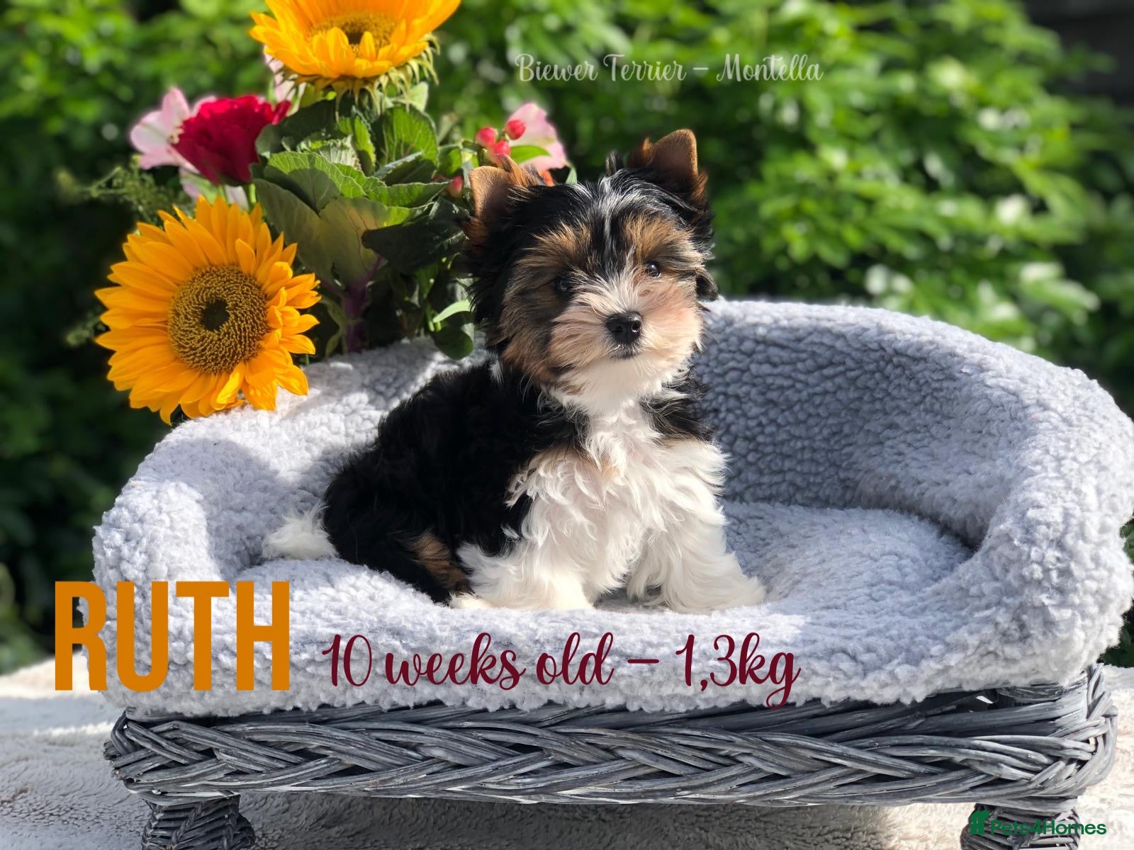 Yorkshire Terrier dogs Three Biewer Terriers LEFT! - Advert 1