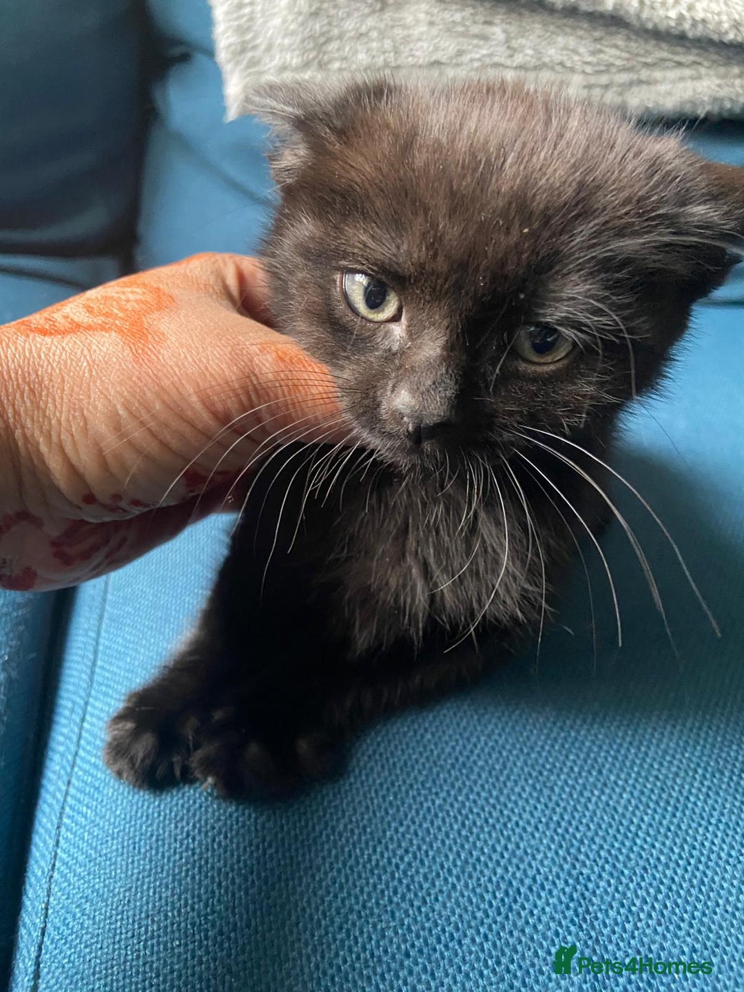 Mixed Breed cats for sale: 3 beautiful kittens looking for new parents. in Birmingham - Image 4