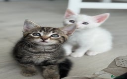 Turkish Angora cats for sale: 4 Beautiful Turkish Angora Mix Kittens - Image 6
