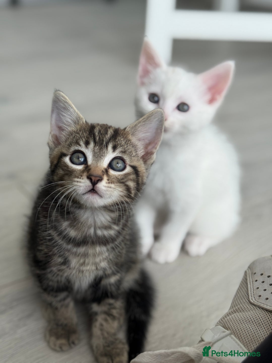 Turkish Angora cats for sale: 4 Beautiful Turkish Angora Mix Kittens - Image 6