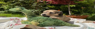 Miniature Dachshund Puppy 5