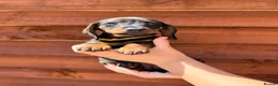 Miniature Dachshund dogs for sale: 🐾Exceptional wired haired dachshunds  🐾 - Advert 32