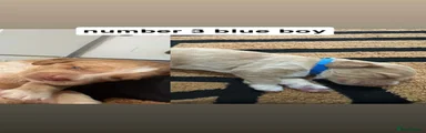 Mixed Breed 3