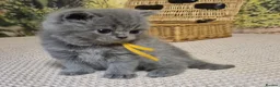 British Shorthair cats for sale: Purebred british shorthair kittens in Wigton - Advert 6
