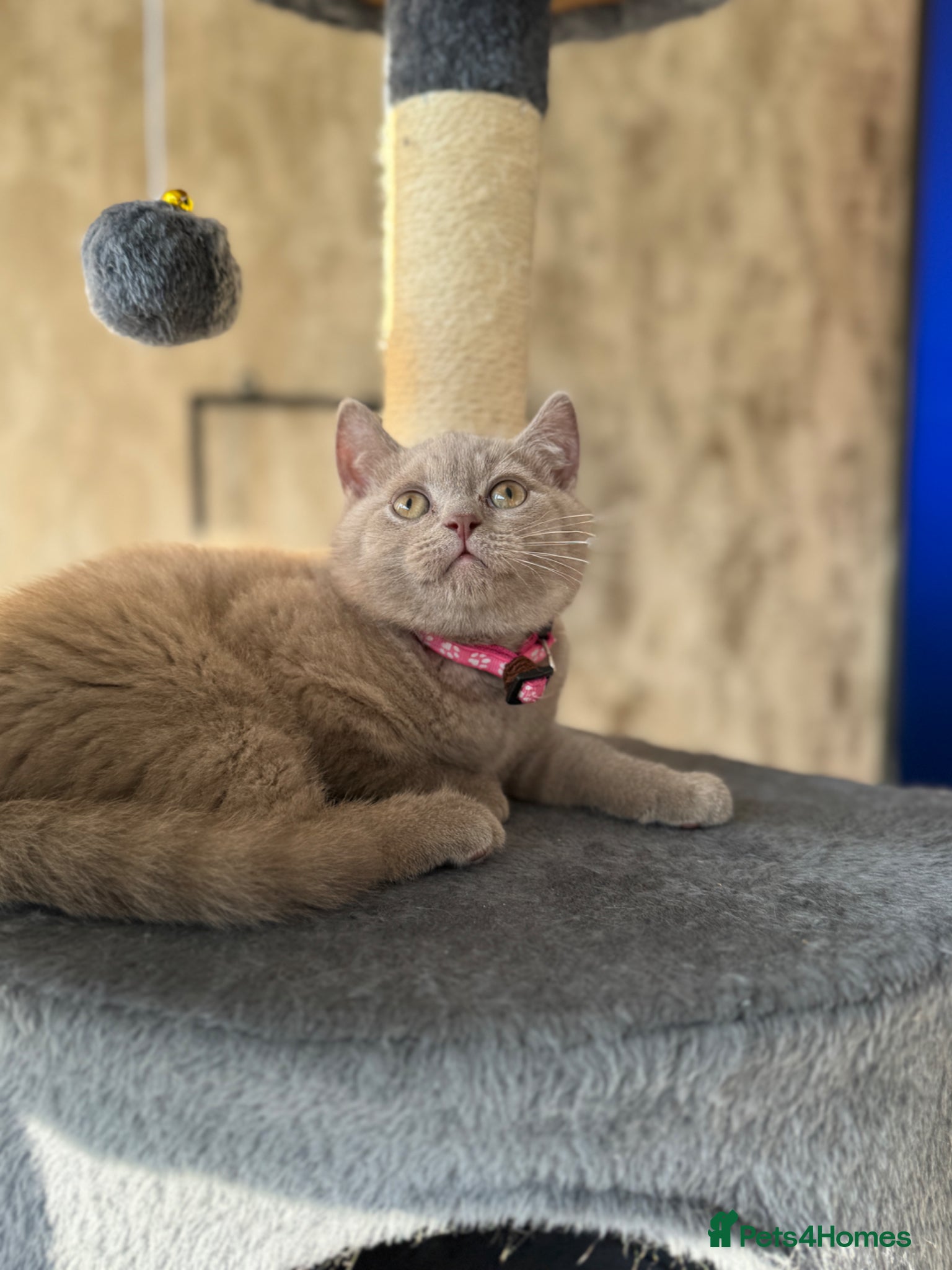 British Shorthair cats for sale: Beautiful British shorthair kittens  - Advert 5