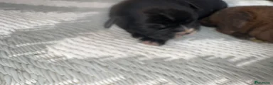 French Bulldog 4