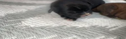 French Bulldog dogs for sale: Beautiful French Bulldog puppies - Advert 3
