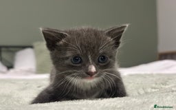 Brazilian Shorthair cats for sale: Kittens for sale  - Image 4