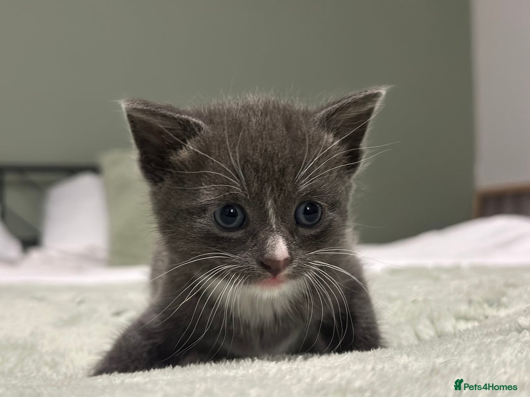 Brazilian Shorthair cats for sale: Kittens for sale  - Image 4