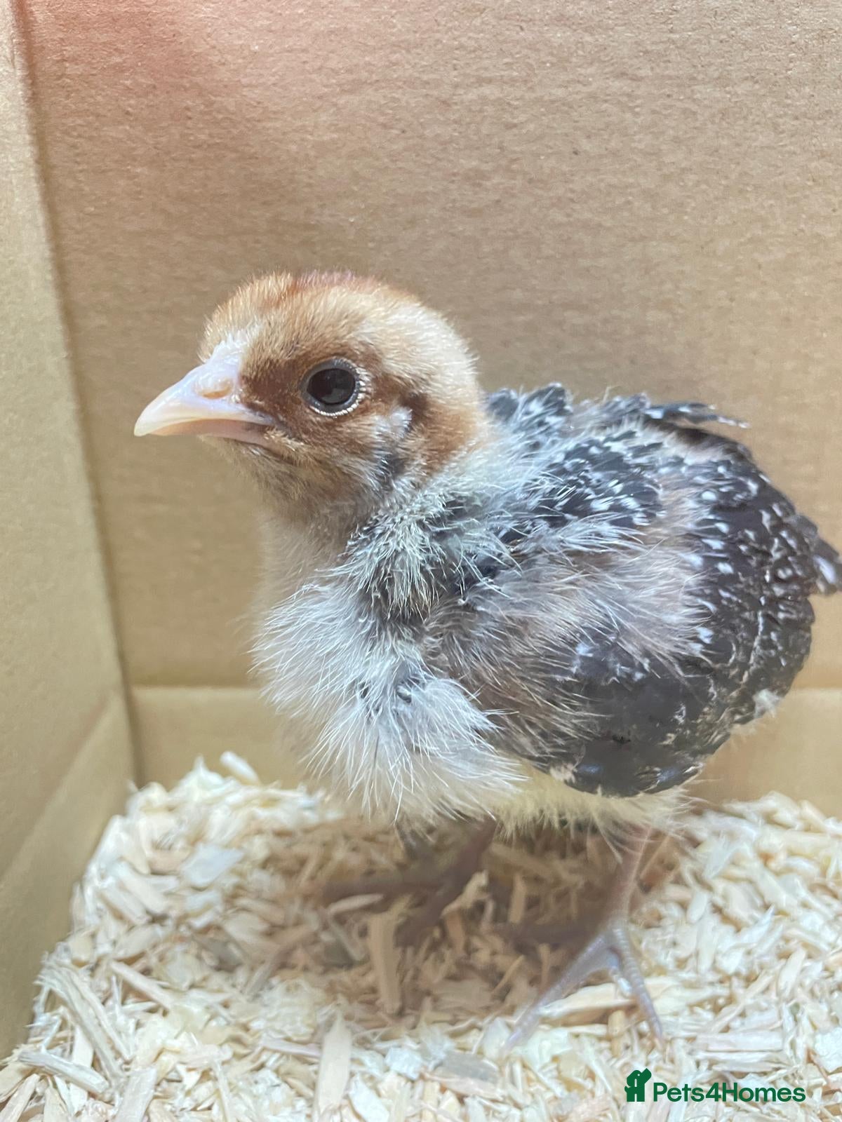 Chickens poultry 2 and 3 week old chicks available for loving homes - Advert 2