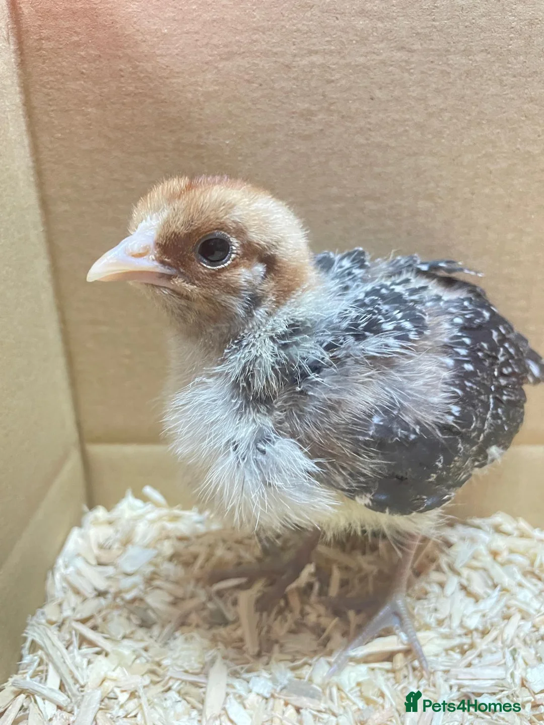 Chickens poultry for sale: 2 and 3 week old chicks available for loving homes in Sudbury - Advert 1
