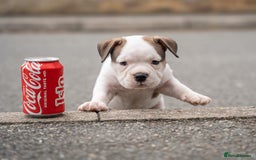 American Bully dogs for sale: AMERICAN BULLYS POCKET x MICRO  - Image 13