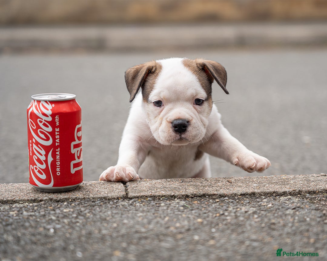 American Bully dogs for sale: AMERICAN BULLYS POCKET x MICRO  - Image 13