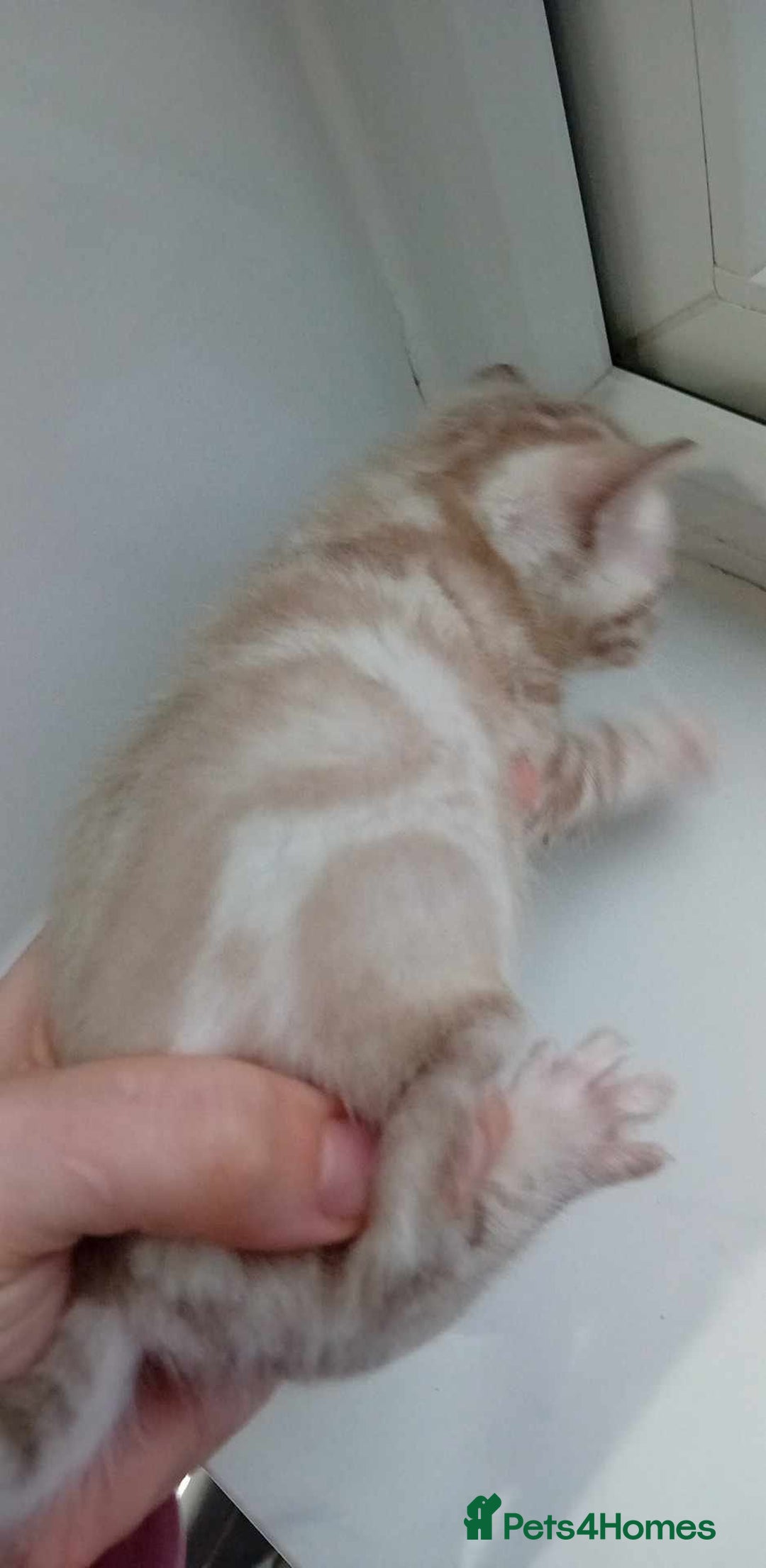 Bengal cats for sale: Snow, Silver & Brown Clouded Top Quality Bengals - Advert 13