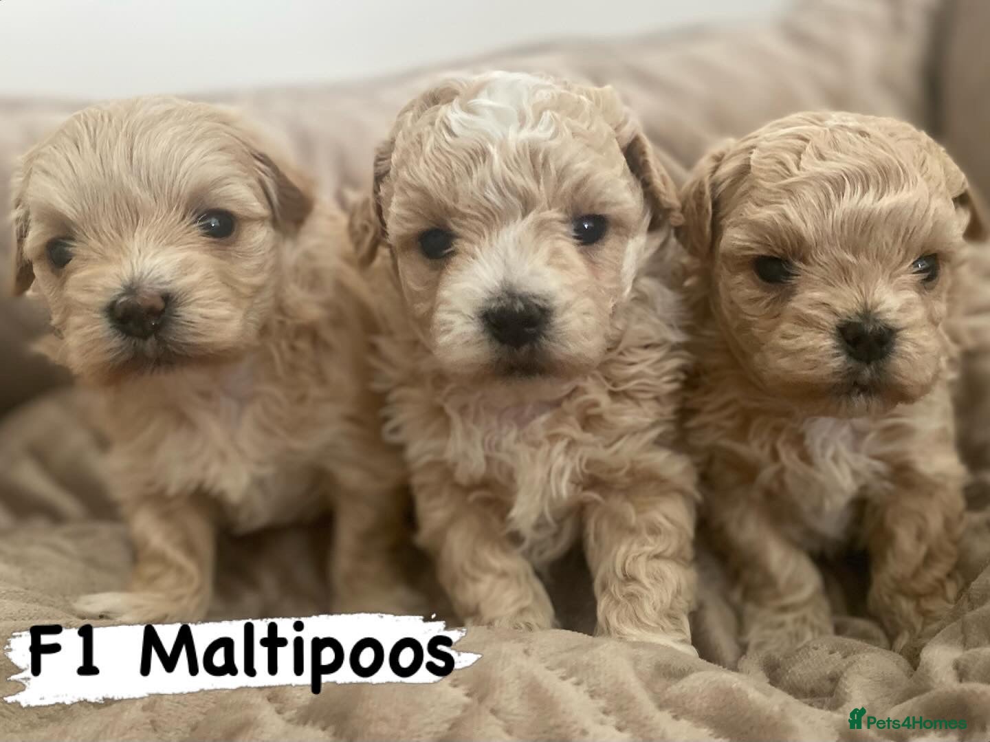 Maltipoo dogs Maltipoo f1 quality pups from 5 star breeder - Advert 2