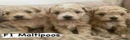 Maltipoo dogs for sale: Maltipoo f1 quality pups from 5 star breeder - Advert 1