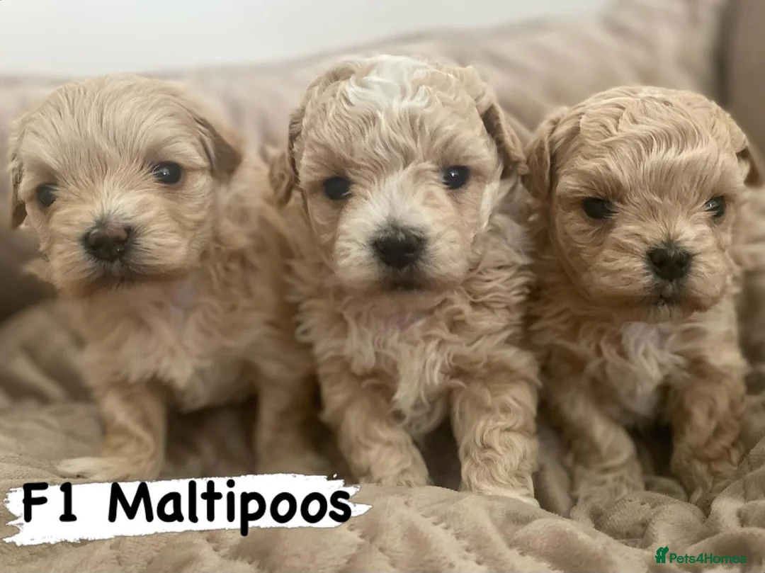 Maltipoo dogs for sale: Maltipoo f1 quality pups from 5 star breeder - Advert 1