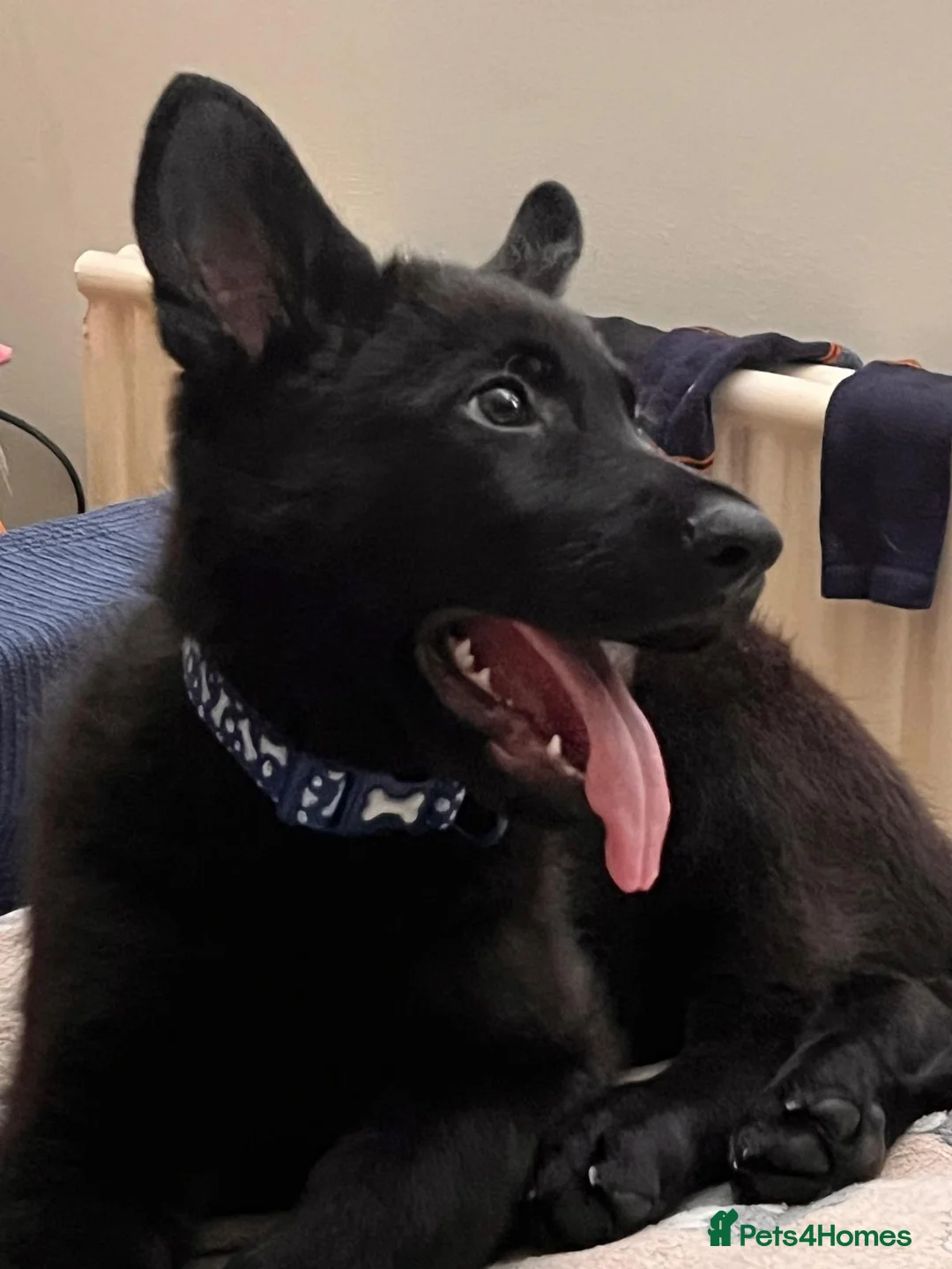 German Shepherd dogs for sale: Male Working Line KC registered German Shepherd in Mold - Advert 2