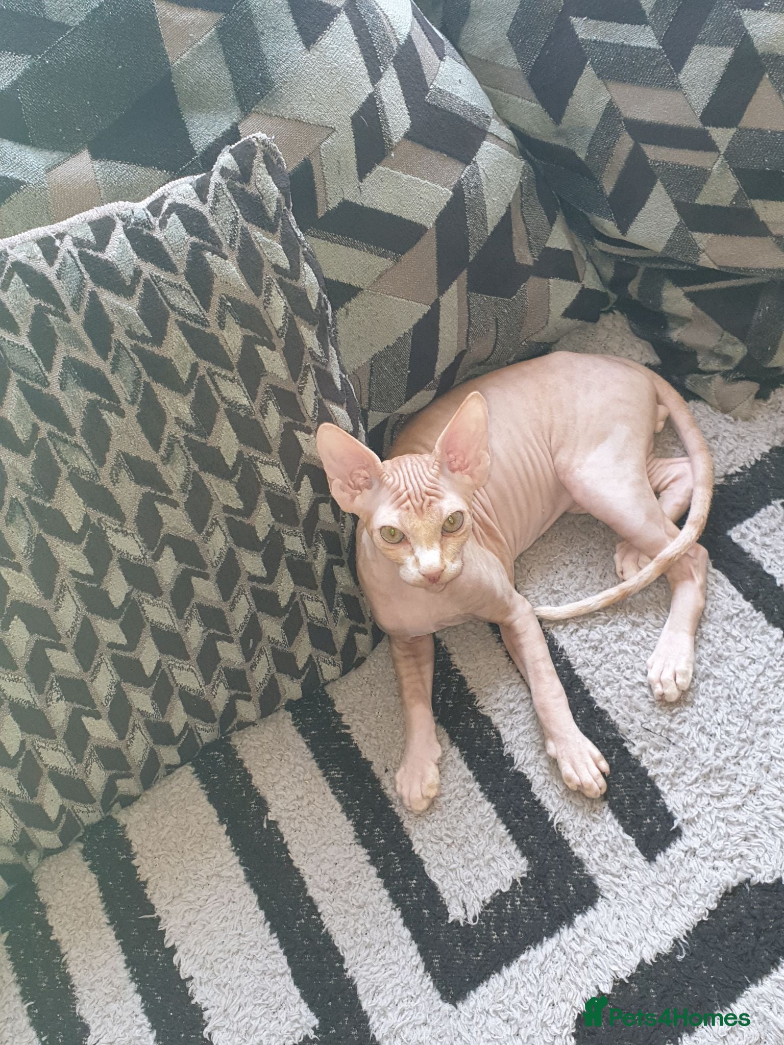 Sphynx cats Only 1 Sphynx baby boy left ready now!  - Advert 17