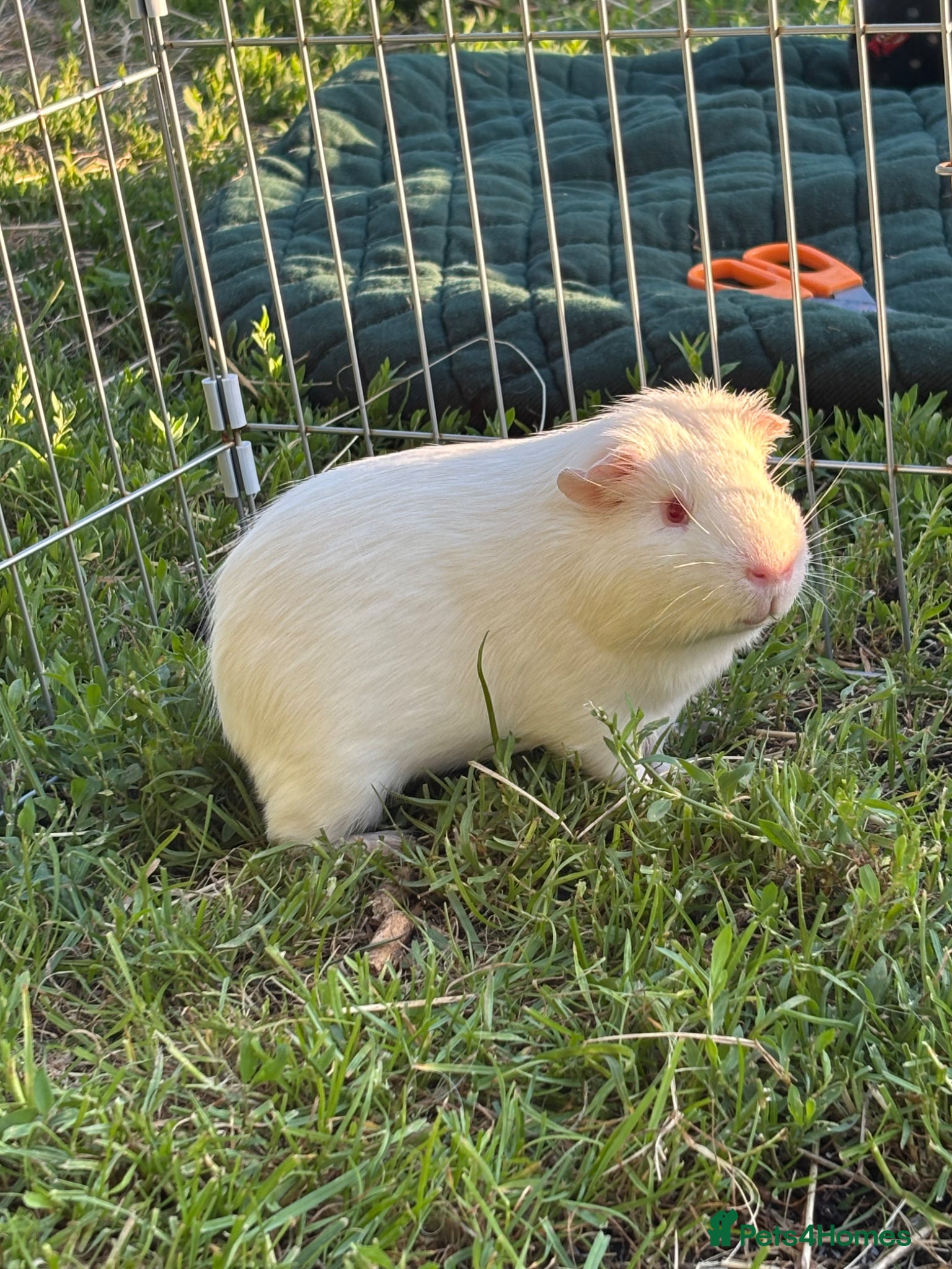 Guinea Pig rodents for sale: Two male guinea pigs for sale  - Advert 2