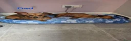 Chiweenie dogs for sale: Chiweenie puppies - Advert 16