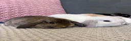Mini Lop rabbits for sale: Beautiful Mini Lop Rabbits for sale - Advert 23