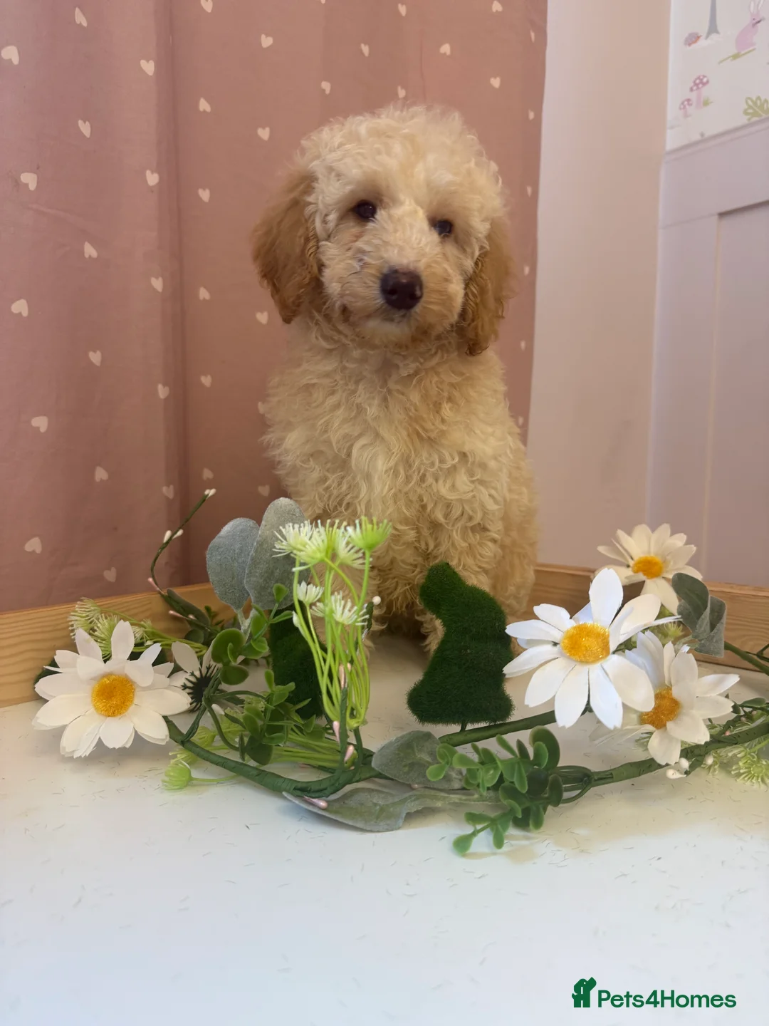 Labradoodle dogs for sale: Health tested labradoodles 🥰 - Advert 3