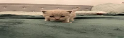 British Shorthair cats for sale: Beautiful British Shirt Hair Kittens - Advert 9
