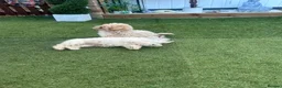 Maltipoo dogs for sale: 🐾 toy maltipoo puppy’s 🐾 - Advert 6
