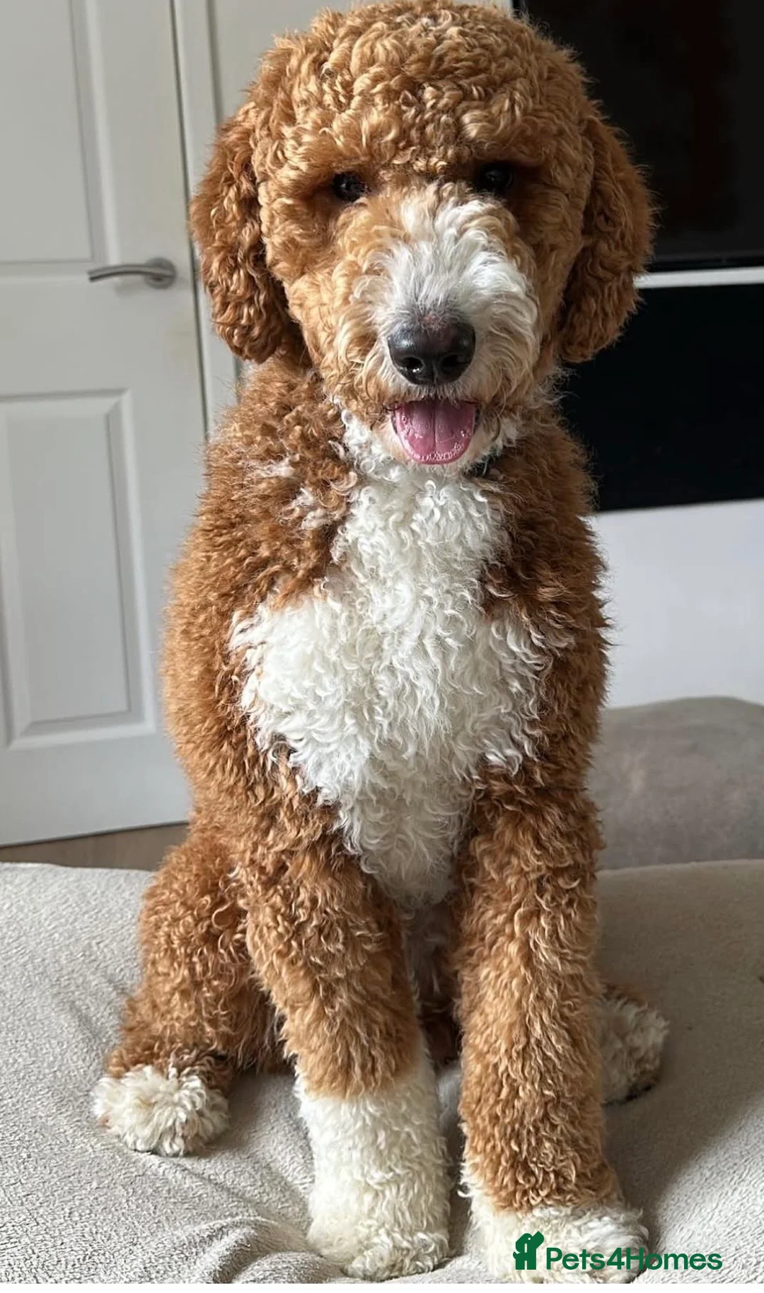 Gallery Image {{count}}