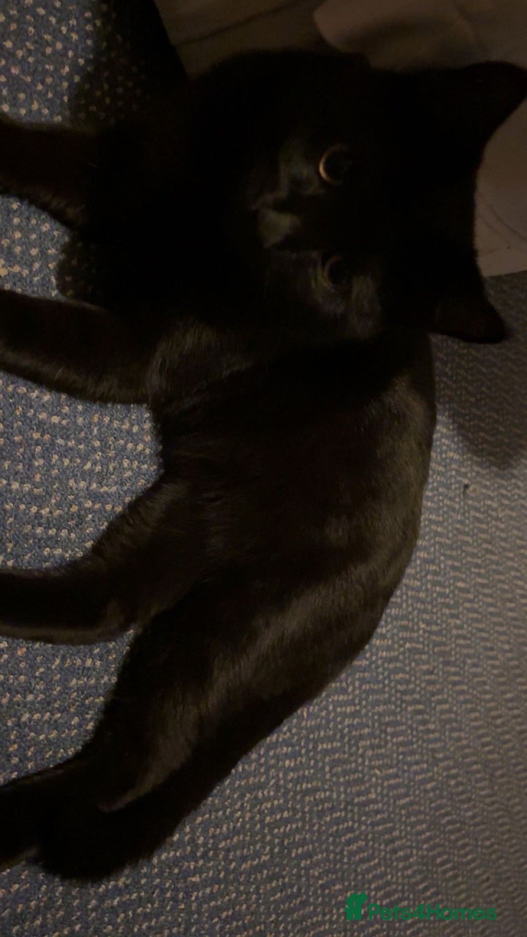 Mixed Breed cats for sale: Mr Kitty looking for a new home - Advert 7