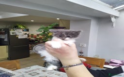 Domestic Shorthair cats for sale: Peanuts babies  - Image 4