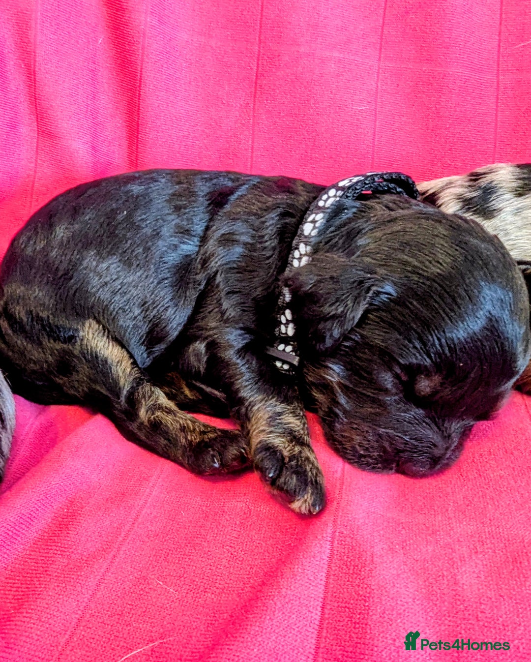 Cavapoo dogs for sale: Beautiful Phantom Merle and Phantom Cavapoos - Image 18
