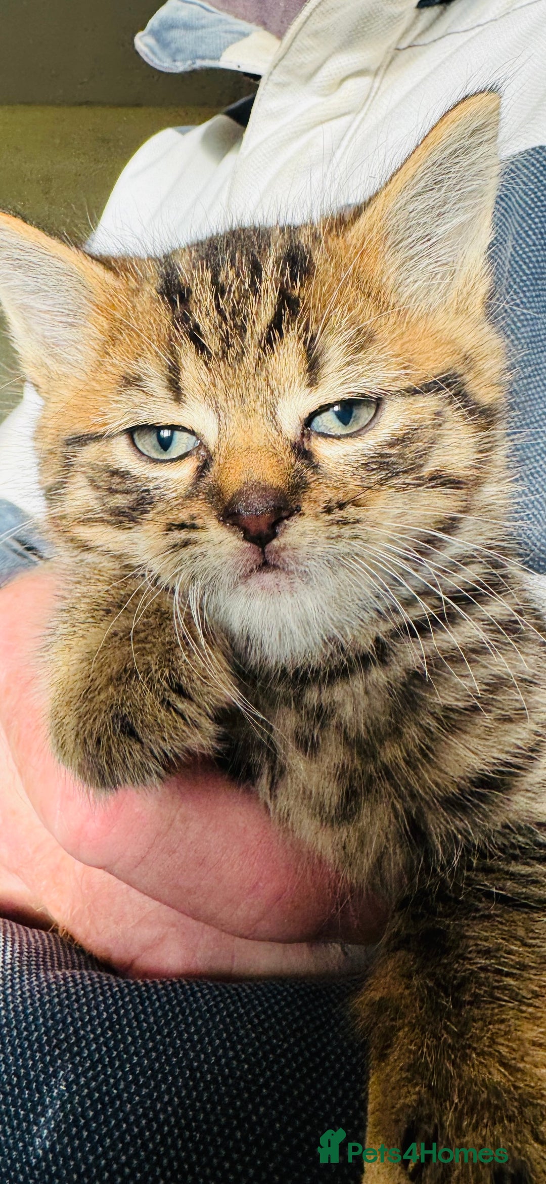 British Shorthair cats for sale: Beautiful kittens for sale - Image 3