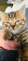 British Shorthair cats - Advert 6