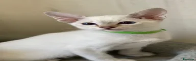 Siamese Kitten 6