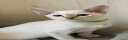 Siamese cats for sale: GCCF Registered Siamese Kittens  - Advert 14
