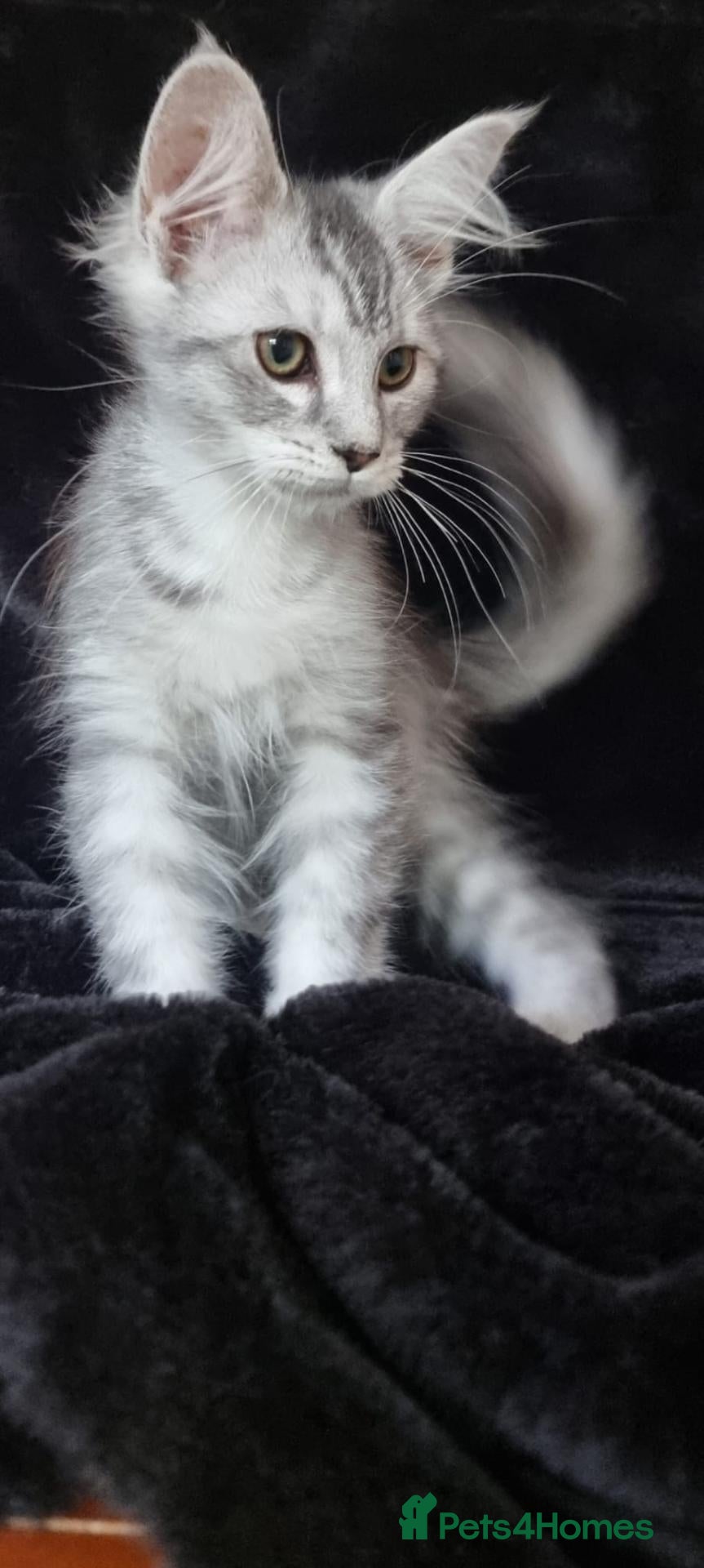 Maine Coon cats Tica Reg Maine Coone Last Male Ready - Advert 2