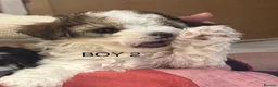 Maltipoo dogs for sale: Stunning Maltipoo Puppies - Advert 7