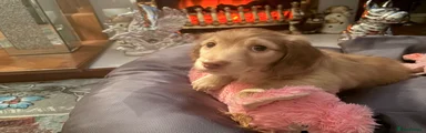 Miniature Dachshund Puppy 1
