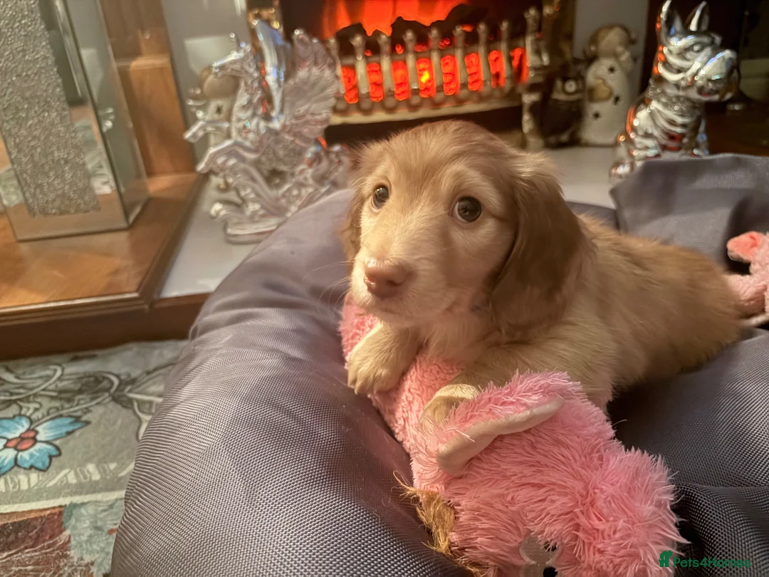 Miniature Dachshund dogs for sale: Champion Line KC Mini Longhair Dachshund Pups - Advert 14