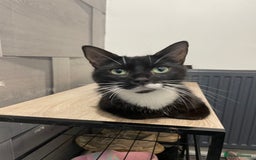 Mixed Breed cats for sale: 3 beautiful little kittens  - Image 6