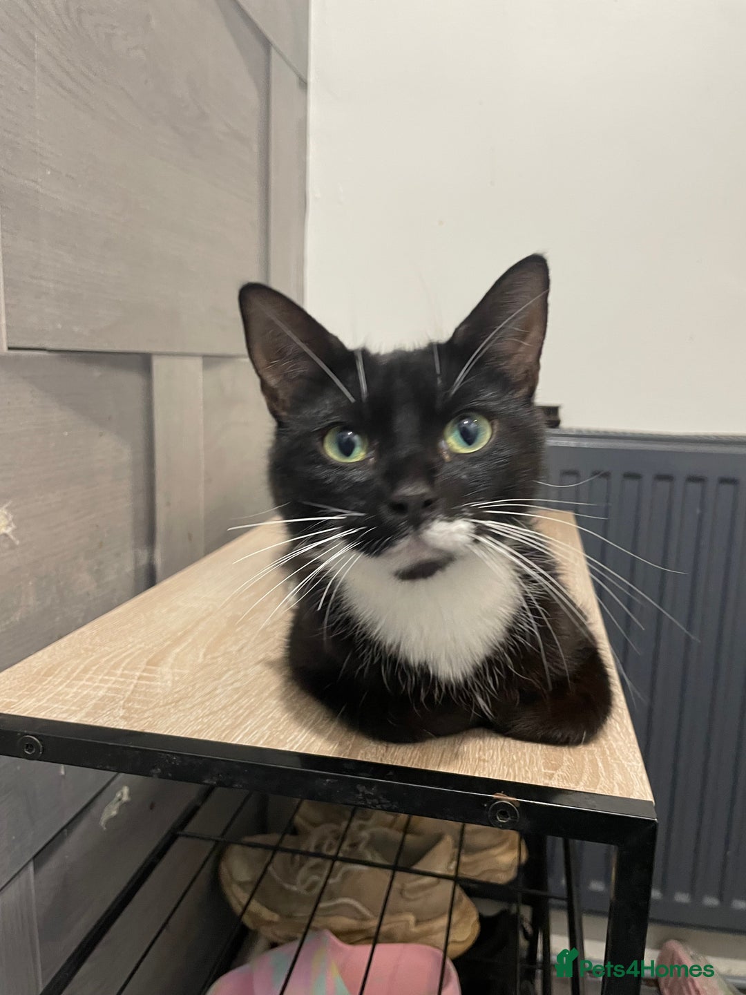 Mixed Breed cats for sale: 3 beautiful little kittens  - Image 6